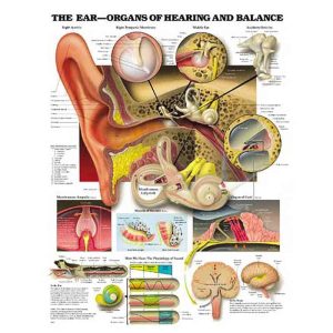 Organs of the Ear Chart