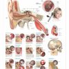 middle ear conditions
