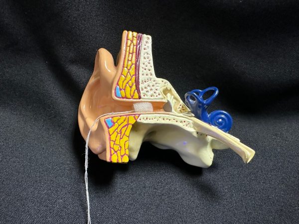 Model of ear canal with otoblock.