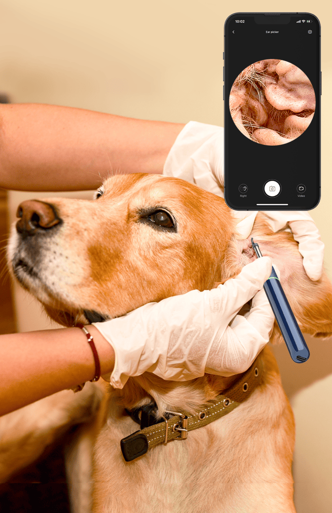 Digital otoscope for pets used to get video images of a dog's ears. from EAR and BeBird
