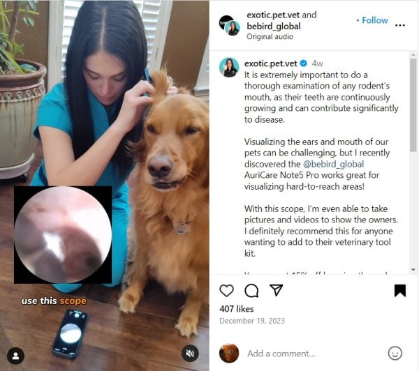 vets can use a video digital otoscope to check on dogs and pets ears check on their health. bebird note