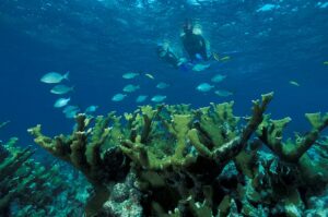 Snorkeling Earplugs to prevent swimmers ear